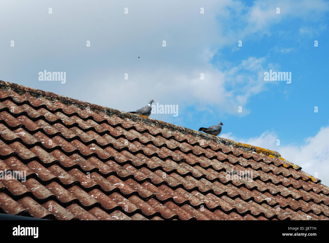 Rotflügel Tauben auf der Spitze einer Pfanne gefliest Dach Stockfoto