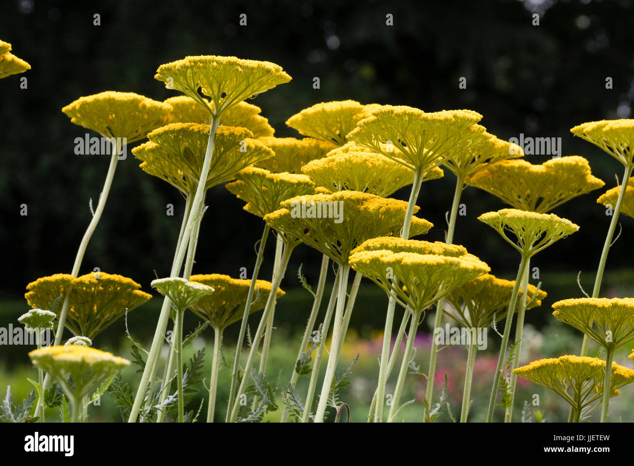 Flache gelbe Blütenstände von Achillea Filipendula 'Gold Plate' von Schuss unten zu zeigen, die komplizierten Verzweigungen der Köpfe Stockfoto
