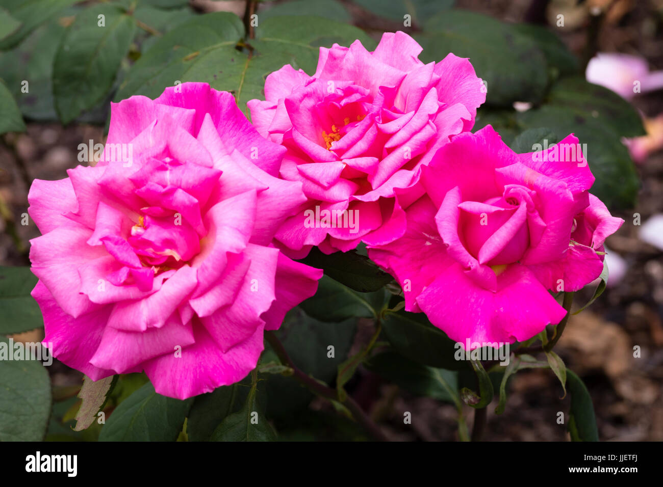 Voll gefüllte rosa Blüte der Hybrid Tea Rose, Rosa "Primaballerina" Stockfoto
