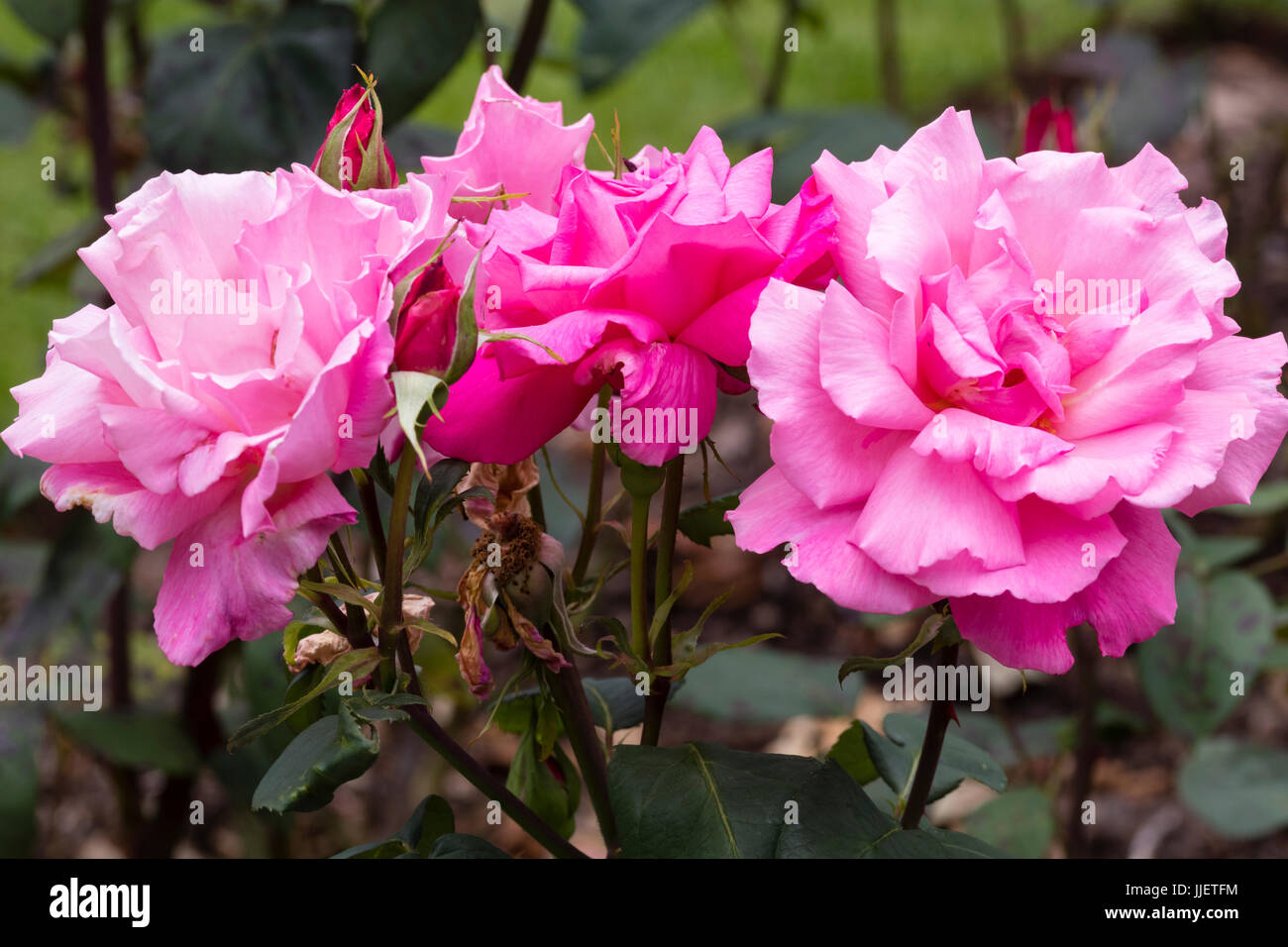 Voll gefüllte rosa Blüte der Hybrid Tea Rose, Rosa "Primaballerina" Stockfoto