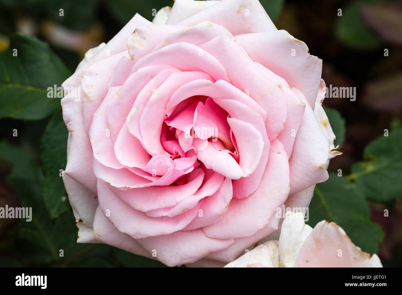 Voll gefüllte rosa Blüte der Hybrid Tea Rose, Rosa "Hotel Savoy" Stockfoto