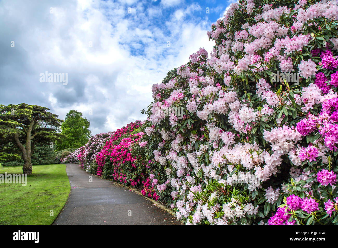 Rhododendron im Temple Newsam Stockfoto