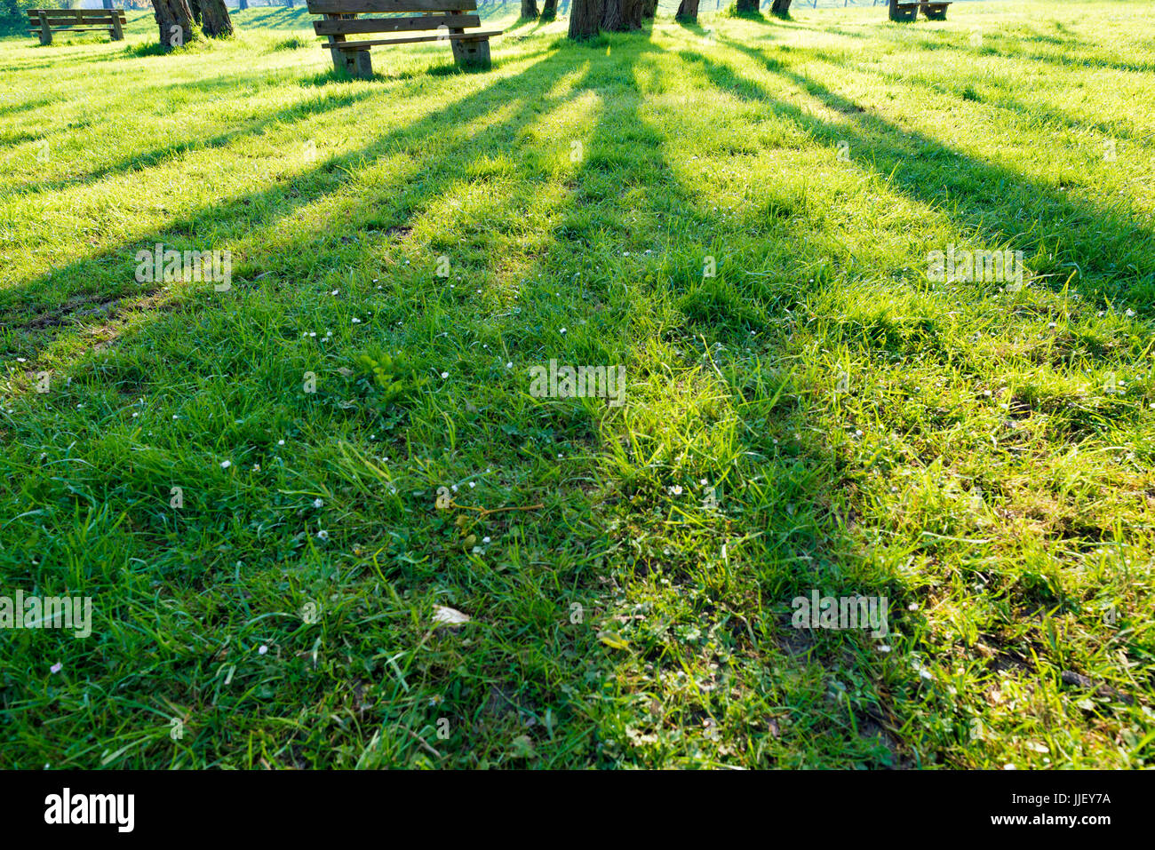 Schatten eines Baumes auf einem grünen Rasen Stockfoto