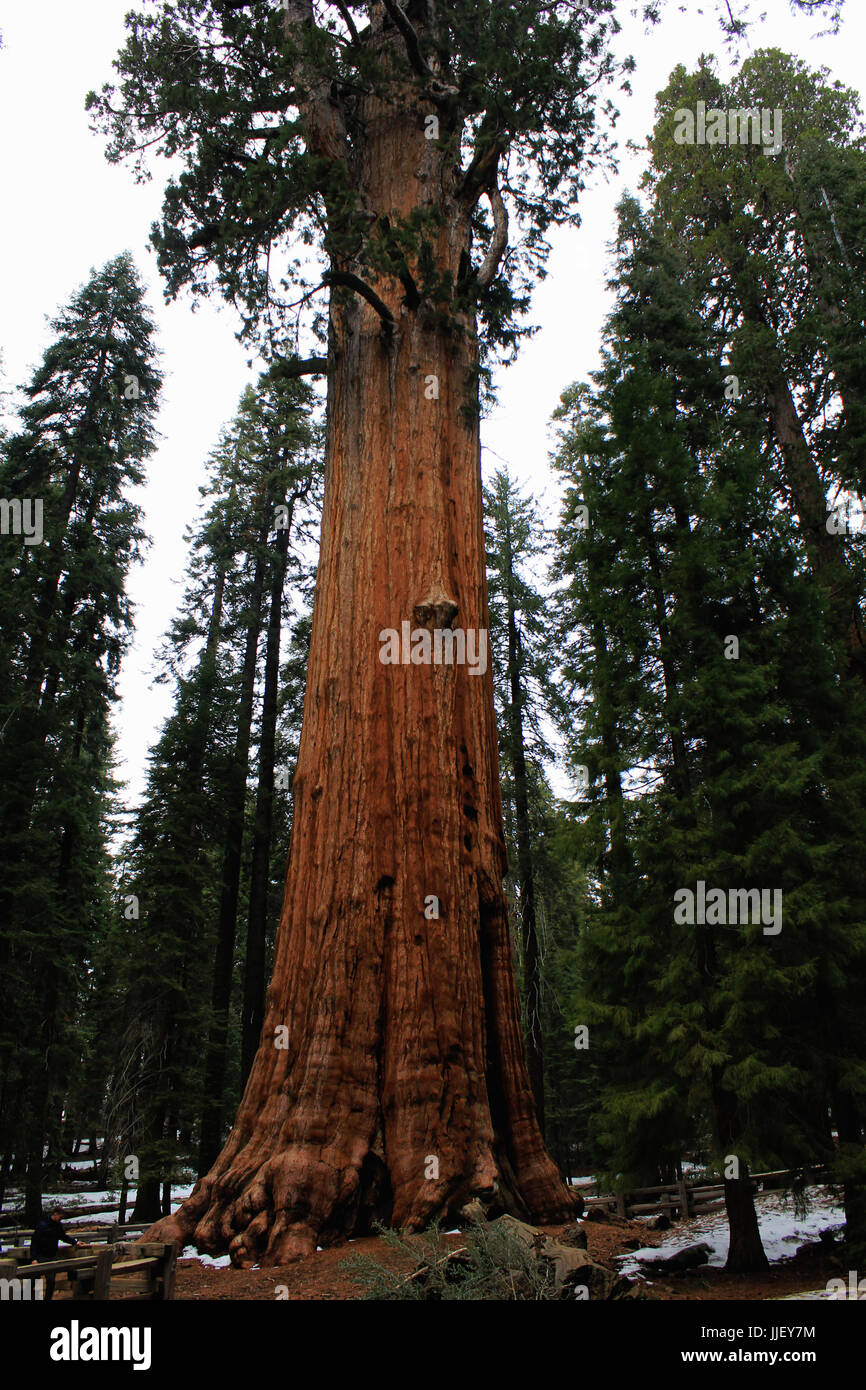 Redwoods Kalifornien Stockfoto