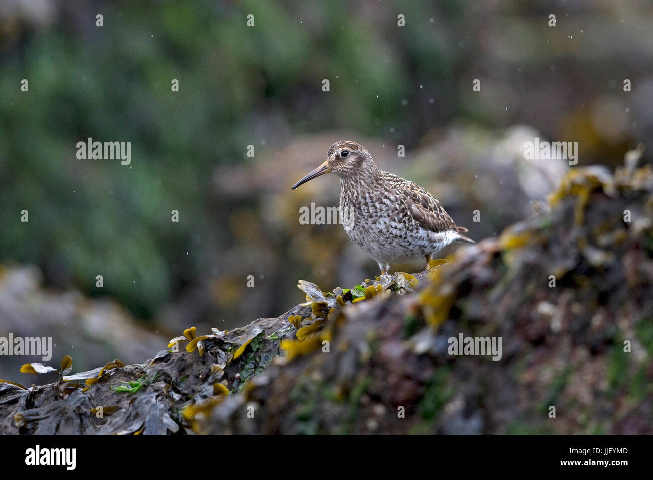 Meerstrandläufer (Calidris Maritima) Stockfoto