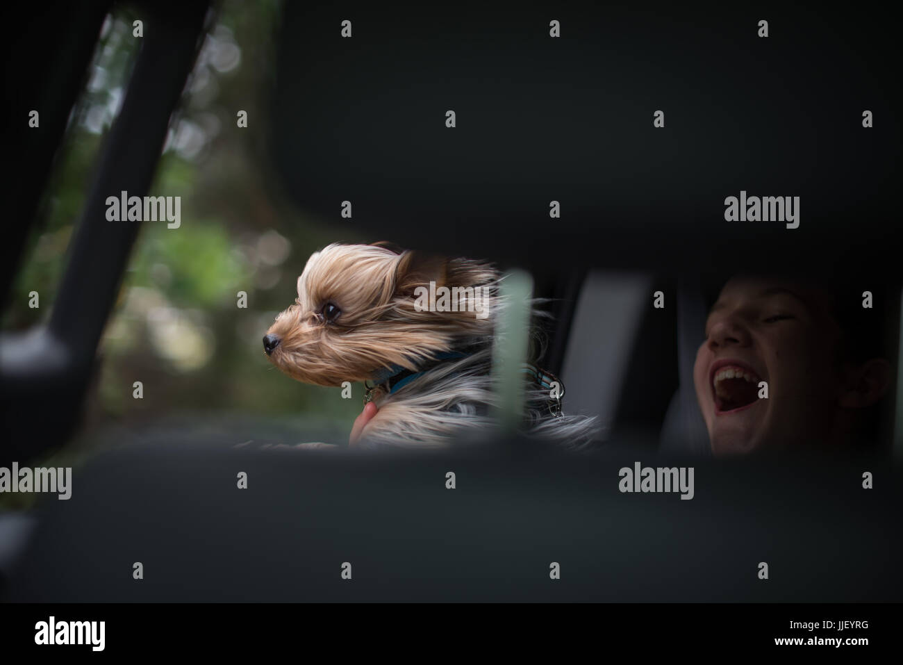 Windgepeitschten Hund und Mädchen in einem fahrenden Auto Stockfoto