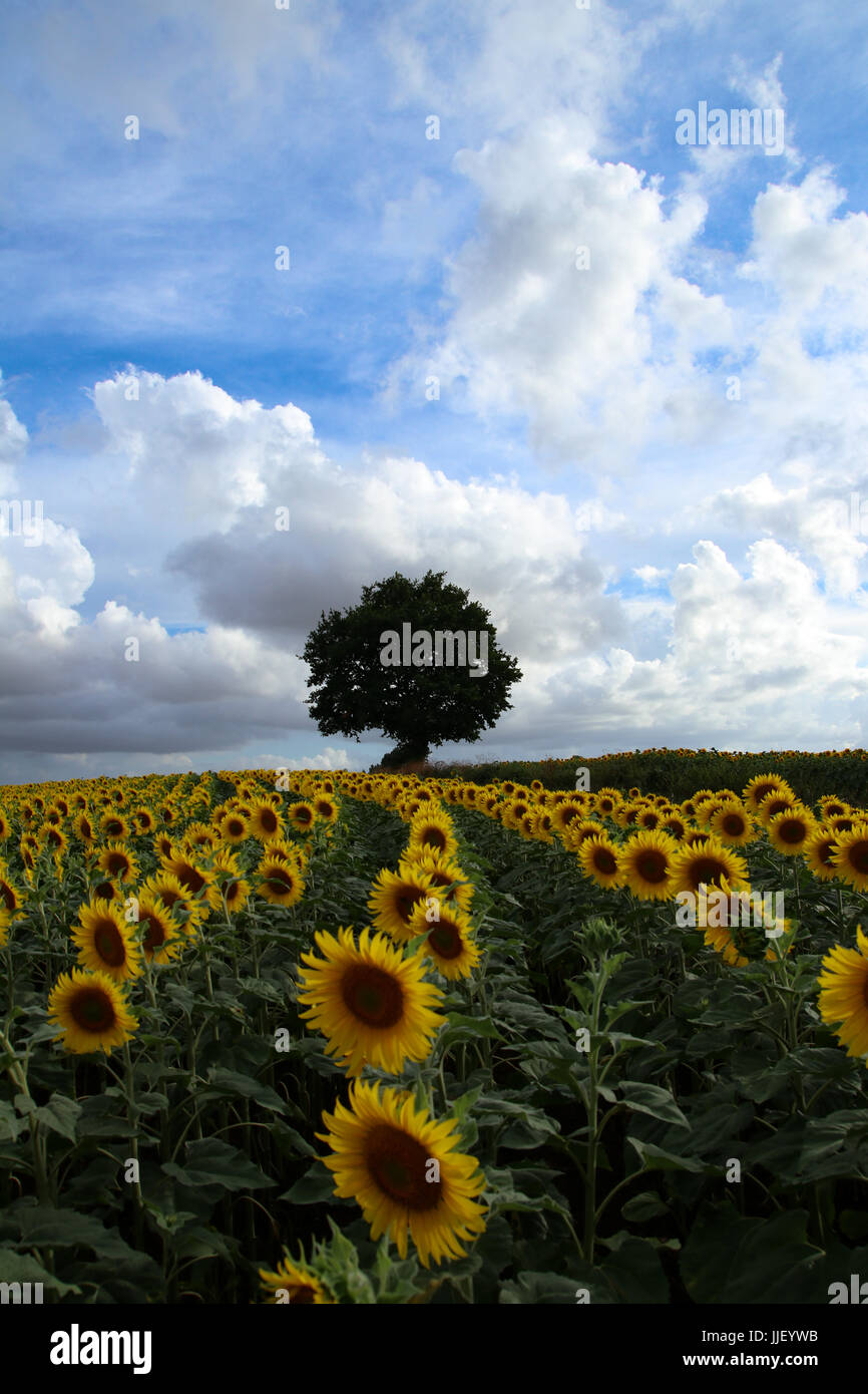 Einsamer Baum in einem Sonnenblumenfeld, Azay-le-Brule, Nouvelle-Aquitaine, Frankreich Stockfoto