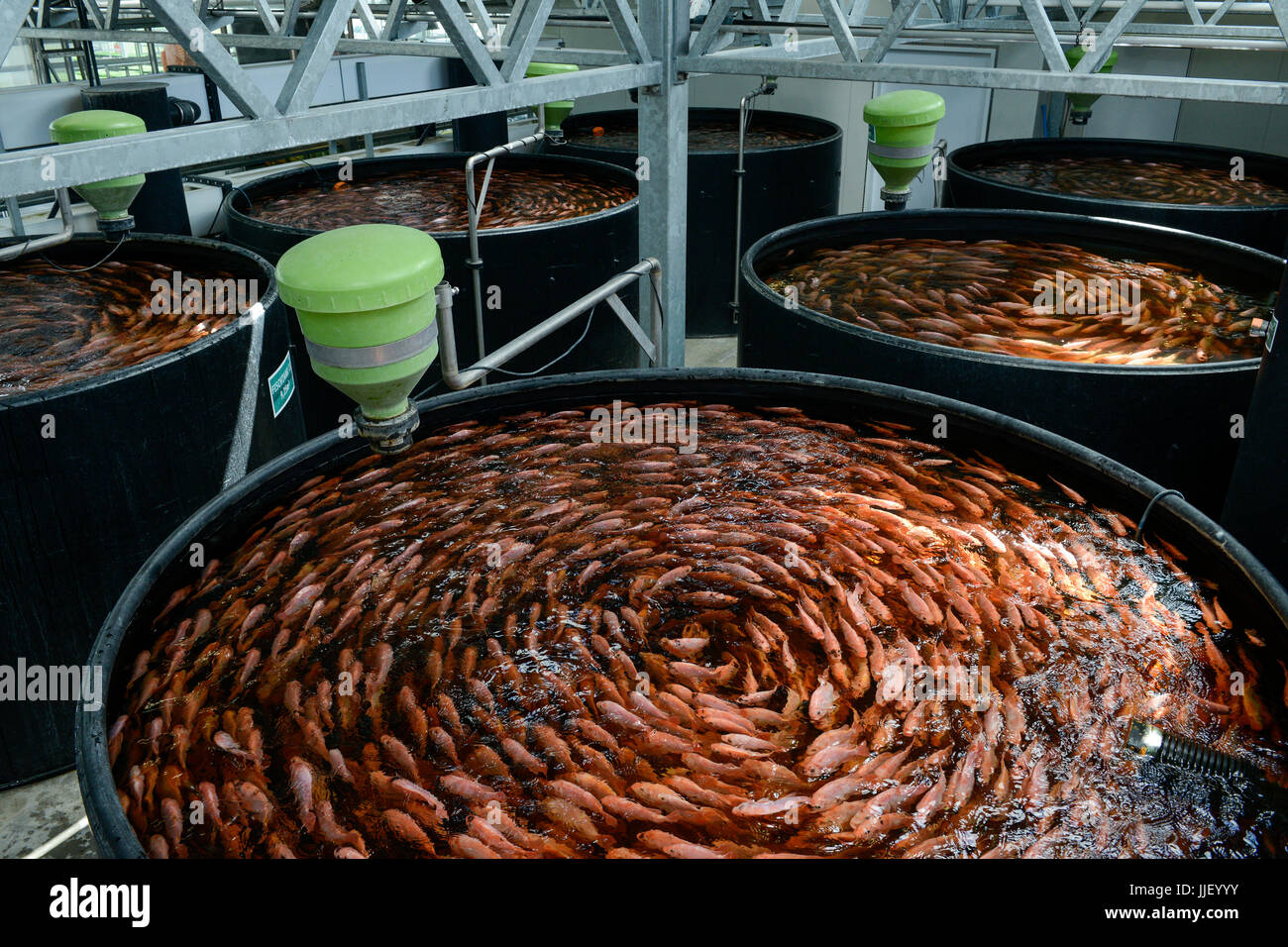 Tilapia Farm Stockfotos und bilder Kaufen Alamy