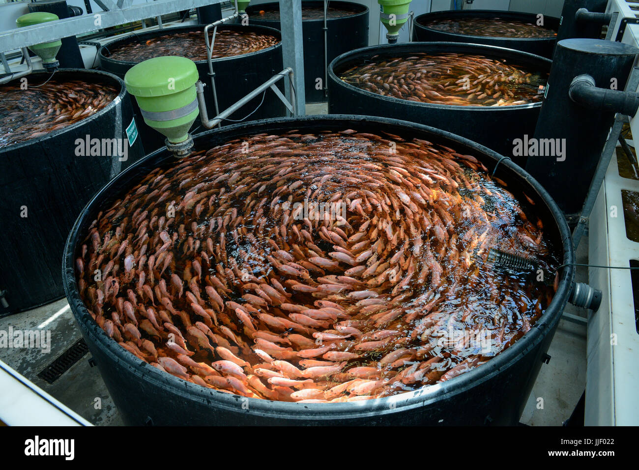 Deutschland, Berlin, Tilapia Fischfarm von Start-up-ECF, die Fischzucht wird kombiniert mit Gewächshäusern kultivieren Gemüse mit Abwasser aus den Fischteichen bewässert, das System nennt man Aquaponic, der Fisch ist in Berlin zu vermeiden lange Transportwege, Grünfutter Feld verteilt Stockfoto