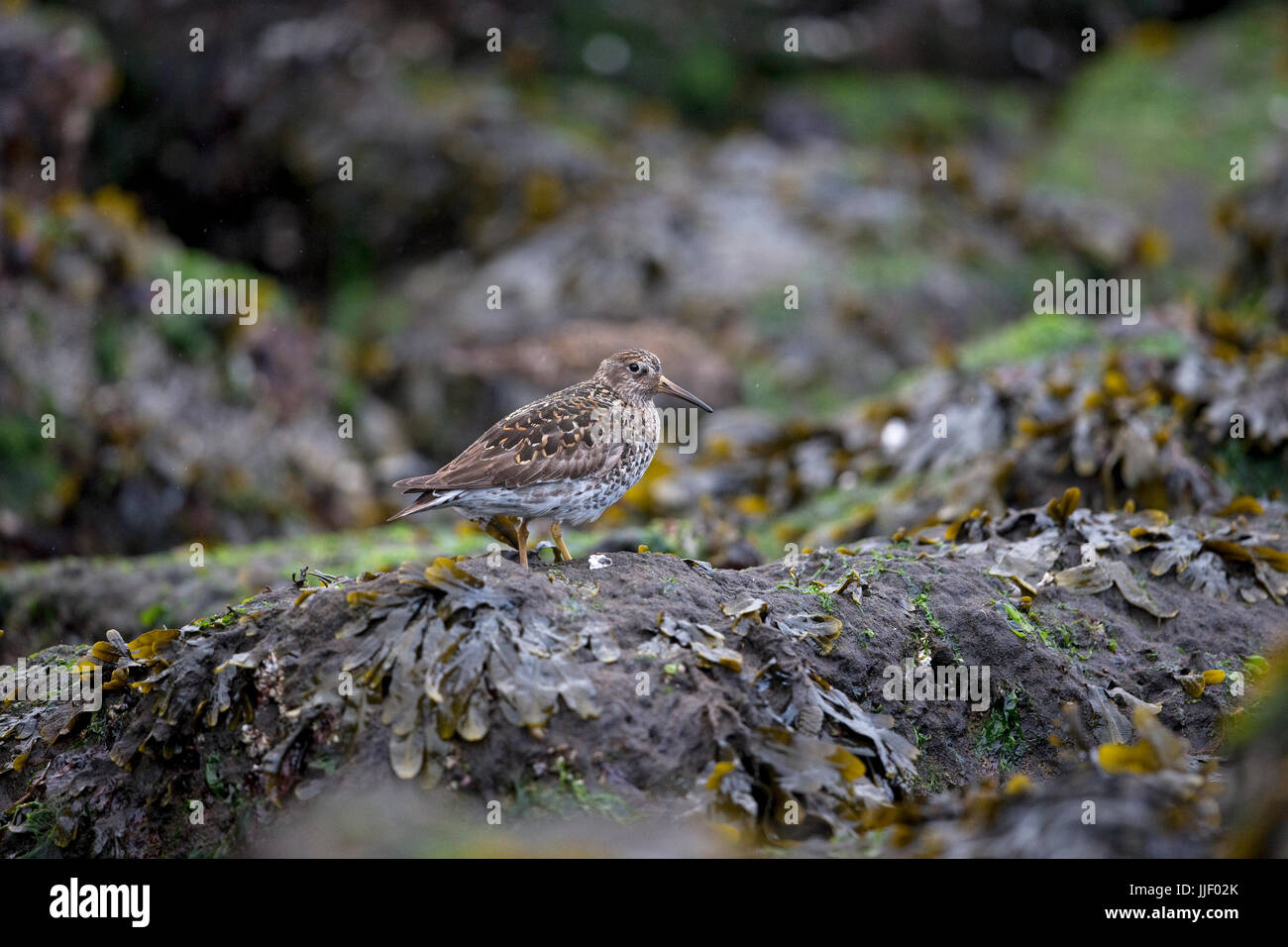 Meerstrandläufer (Calidris Maritima) Stockfoto