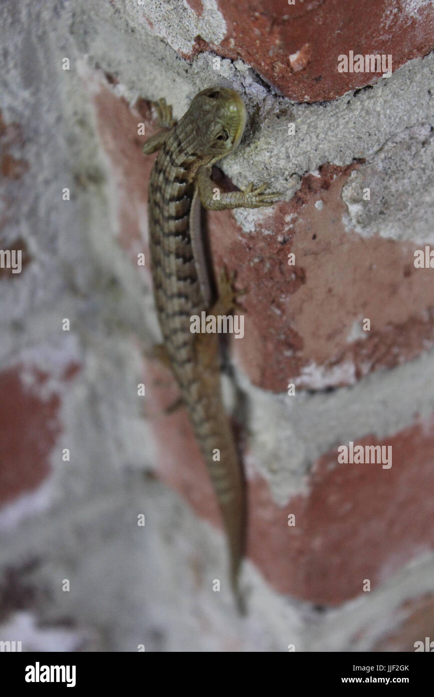 San Francisco Alligator Eidechse entspannen auf Backsteinmauer Stockfoto