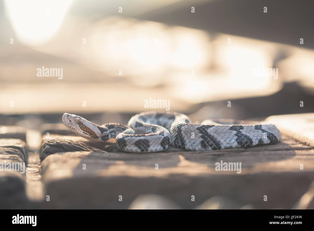 Holz-Klapperschlange, sonnen sich auf Schienen (Crotalus Horridus), Florida, Amerika, USA Stockfoto