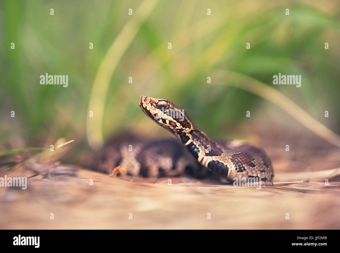 Juvenile Cottonmouth Schlange (Agkistrodon Piscivorus), Florida, Amerika, USA Stockfoto