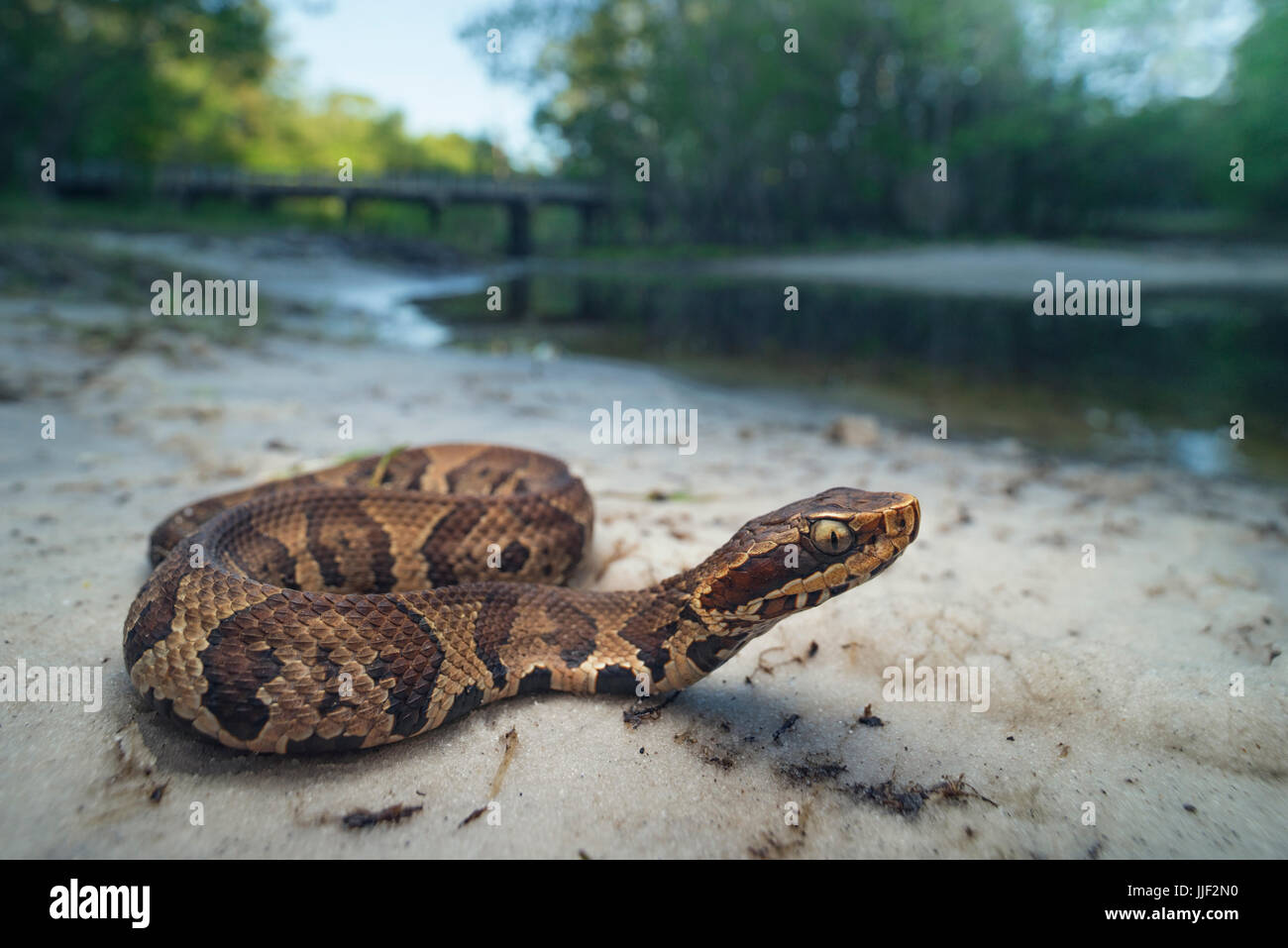 Juvenile Cottonmouth Schlange (Agkistrodon Piscivorus), Florida, Amerika, USA Stockfoto
