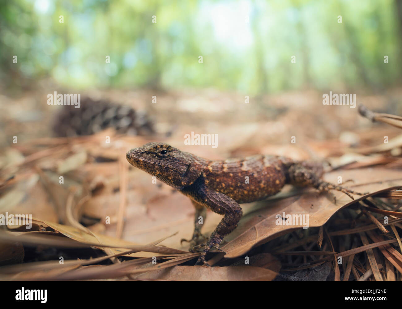 Östlichen Zaun-Eidechse (Sceloporus Undulatus), Florida, Amerika, USA Stockfoto