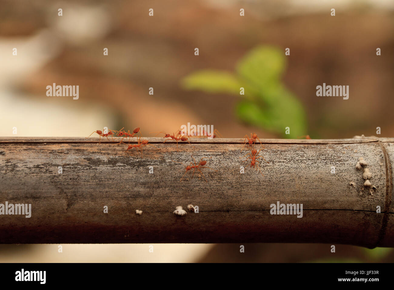 Makroaufnahme der roten Ameise in der Natur. Rote Ameise ist sehr klein. Freiraum für Text. Stockfoto