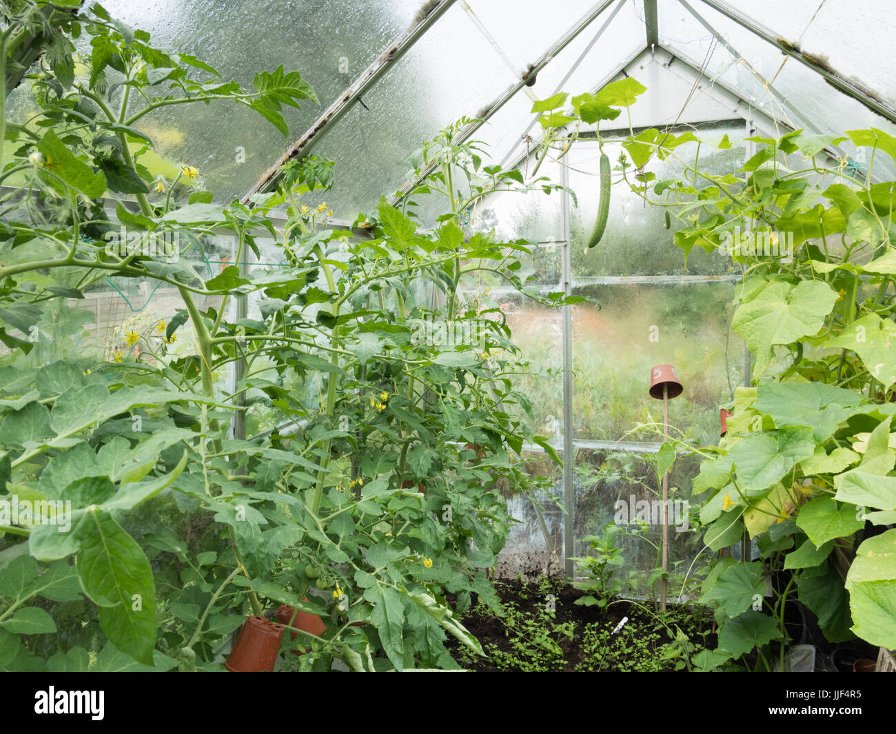 Gurken und Tomaten Pflanzen wachsen in einem inländischen oder zu Hause  Garten Gewächshaus Stockfotografie - Alamy