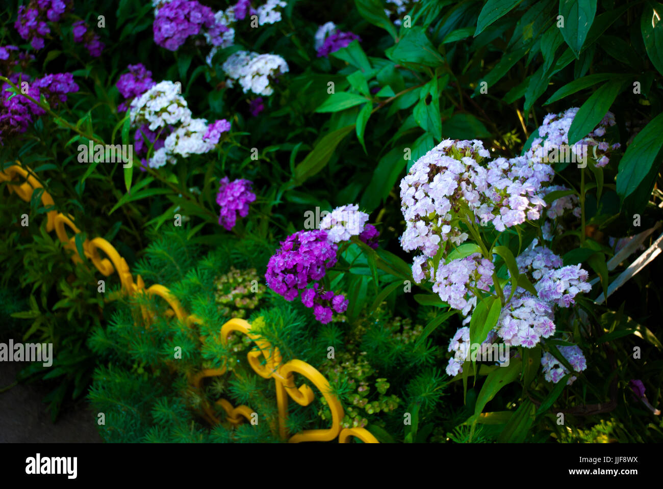 Blühende Dianthus Barbatus verschiedene farbige Blumen im Blumenbeet mit gelben Zaun Stockfoto