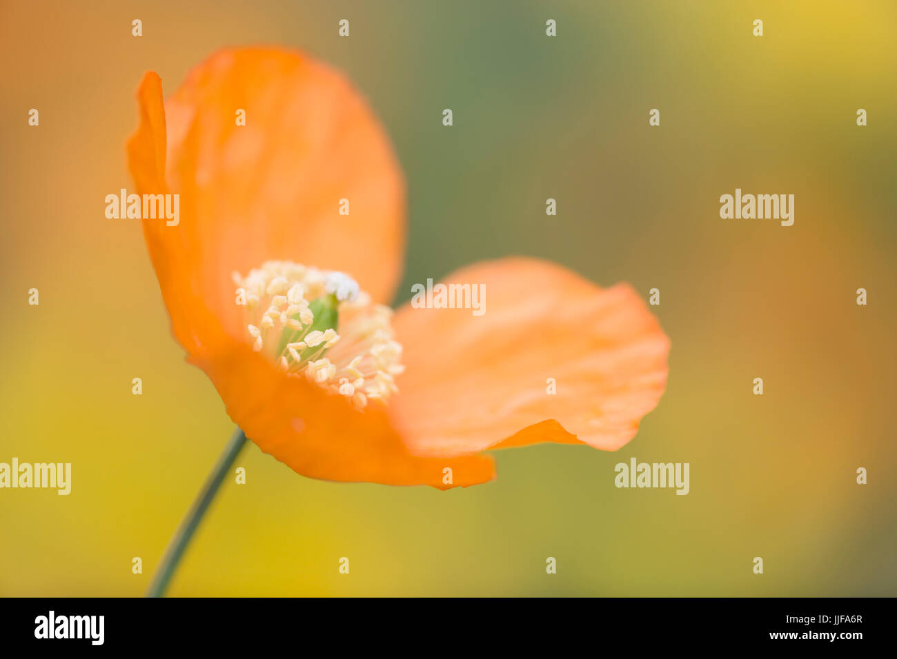 Meconopsis Cambrica - Welsh Mohn Stockfoto