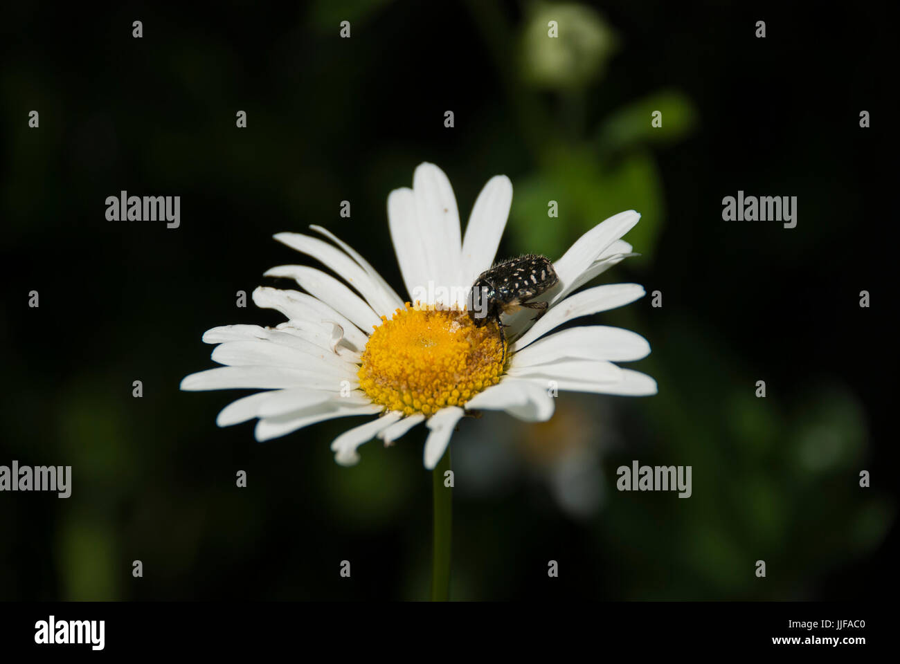 Oxythyrea Funesta Fehler auf einer Daisy Blume Stockfoto