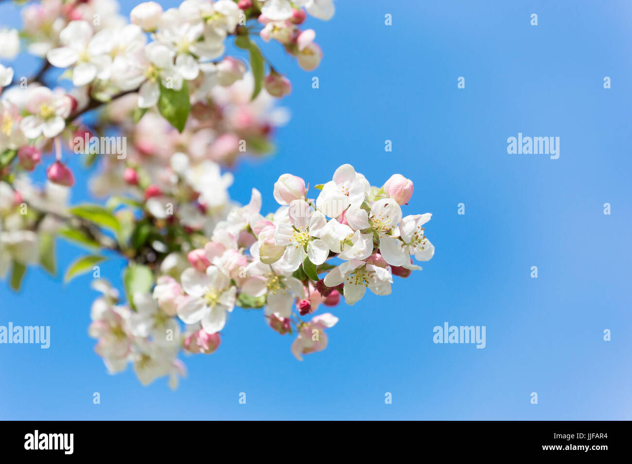 Malus Domestica - Apfelblüte Stockfoto