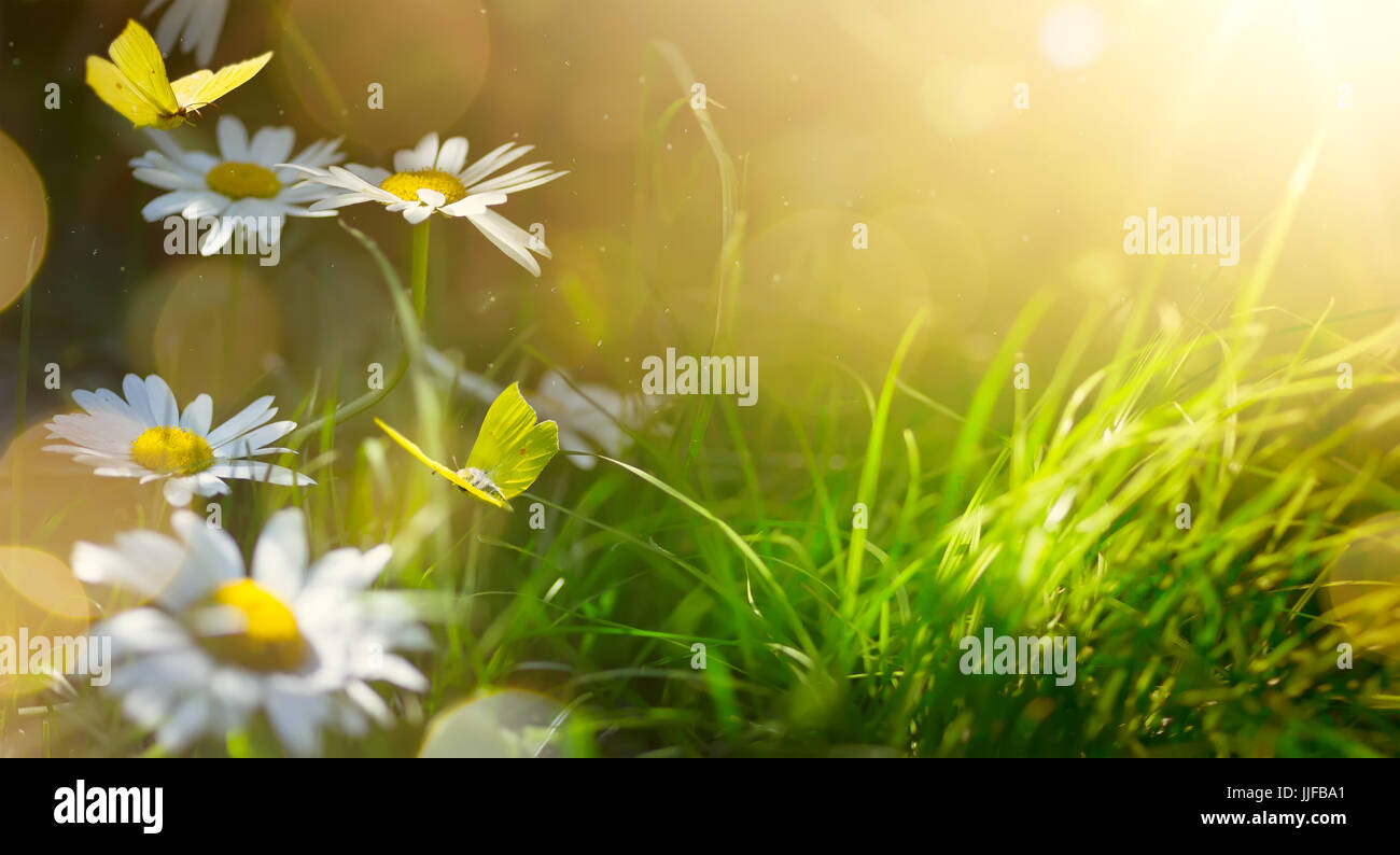 Kunst abstrakte Frühling Hintergrund oder Sommer Hintergrund mit frischen Blumen und Schmetterling Stockfoto