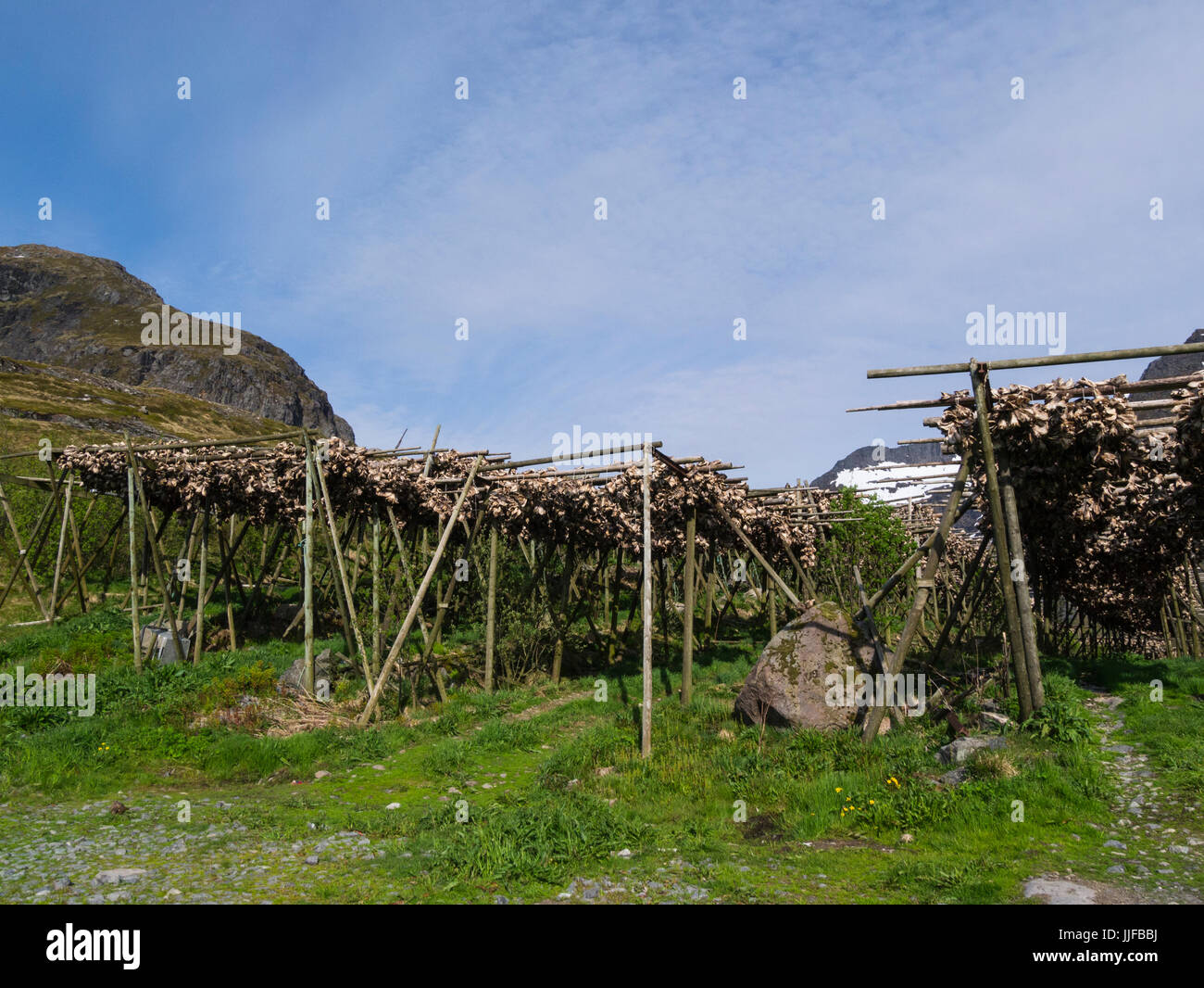 Stockfisch-Gestellen mit Reihen von ungesalzener Kabeljau trocknen in kalte  Luft und Wind Lofoten-Inseln Norwegen Stockfotografie - Alamy
