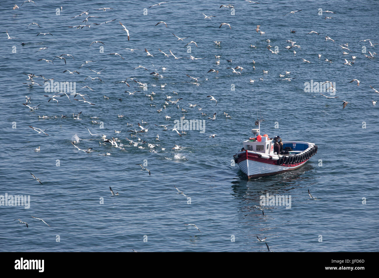 Basstölpel (Morus Bassanus) Tauchen Tauchen vor der Ostküste von Yorkshire, wie Fotografen vom Ausflugsboot fotografieren. Stockfoto