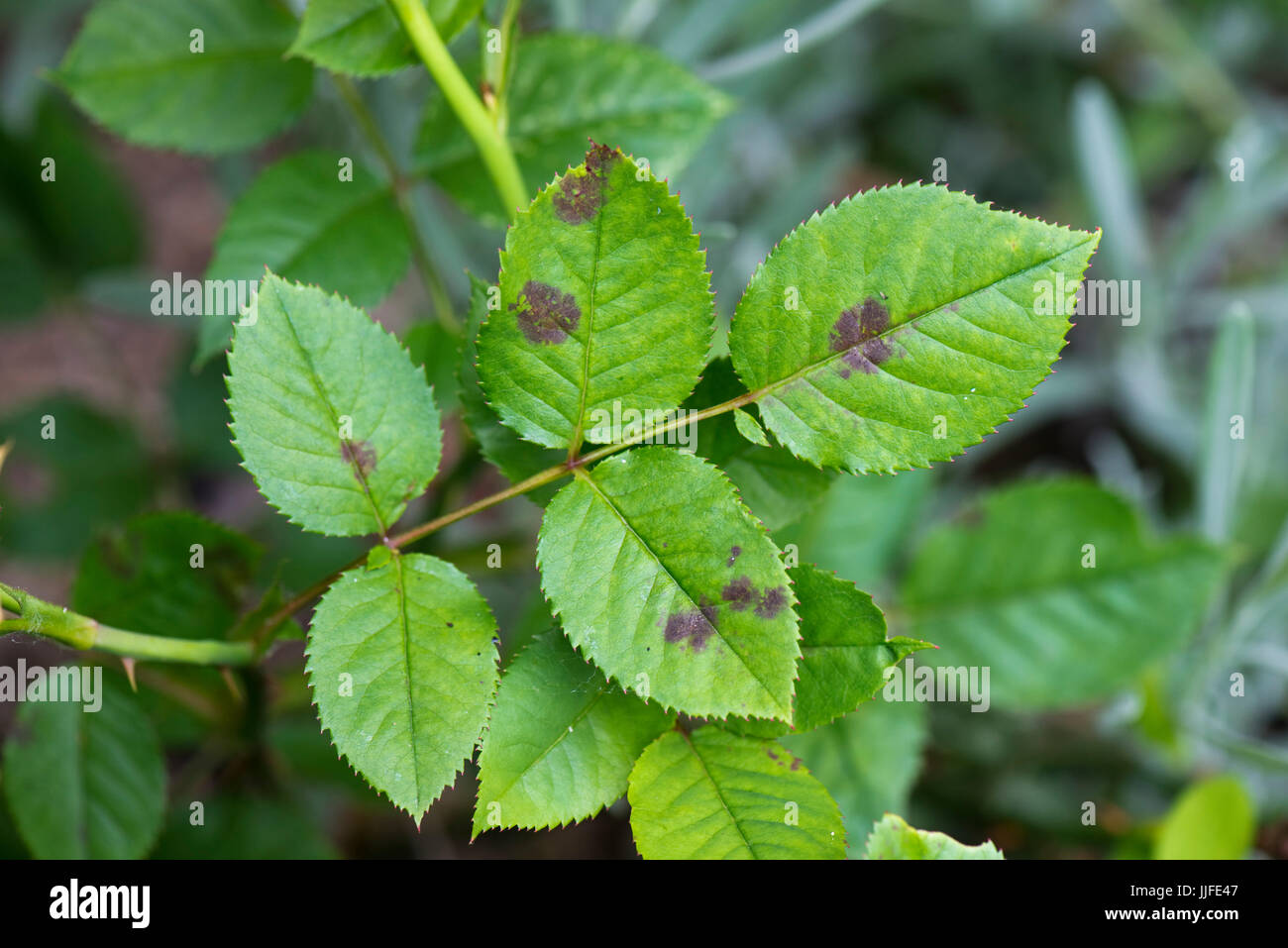 Schwarzer Fleck, Diplocarpon Rosae, Infektion der Blätter einer ornamentalen Garten Rose, Berkshire, Juli Stockfoto