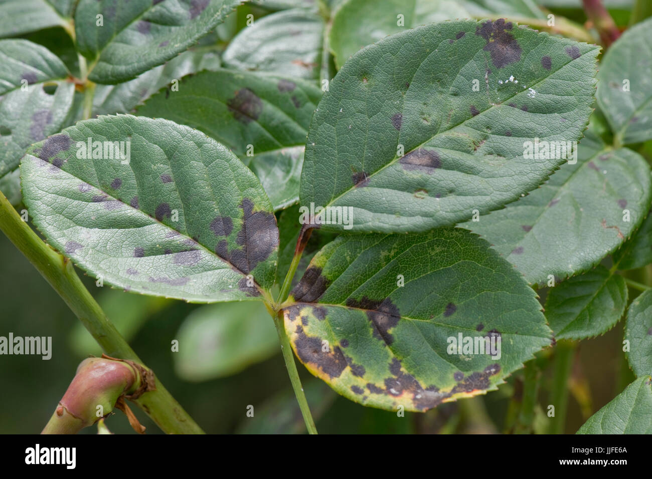 Schwarzer Fleck, Diplocarpon Rosae, Infektion der Blätter einer ornamentalen Garten Rose, Berkshire, Juli Stockfoto