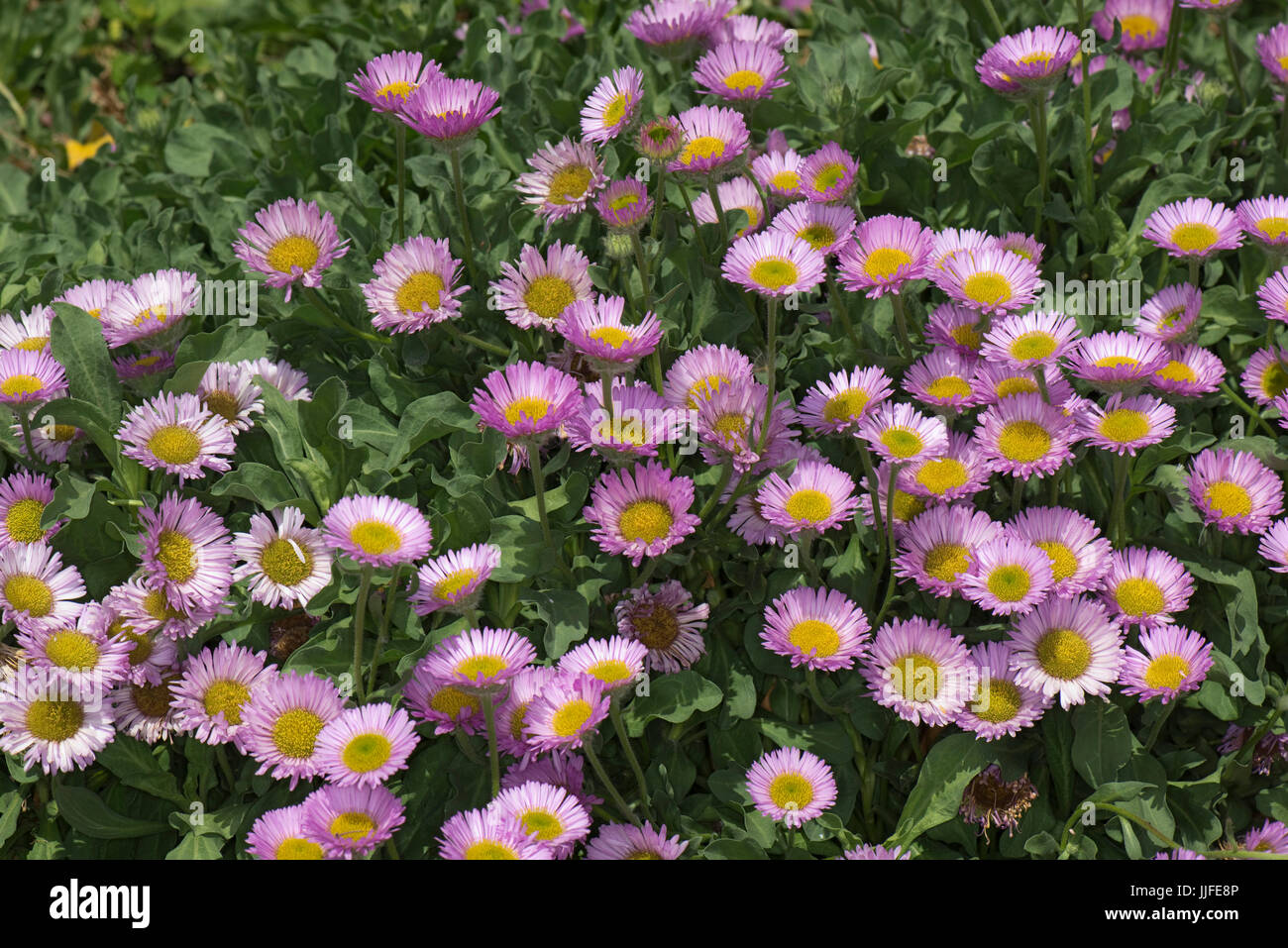 Rosa Blüten mit gelben Zentren umrahmt von grünen Blättern dieser niederliegend, Verbreitung, Steingarten alpine Pflanze, Erigeron "Sea Breeze" Ib einen Garten, Berks Stockfoto