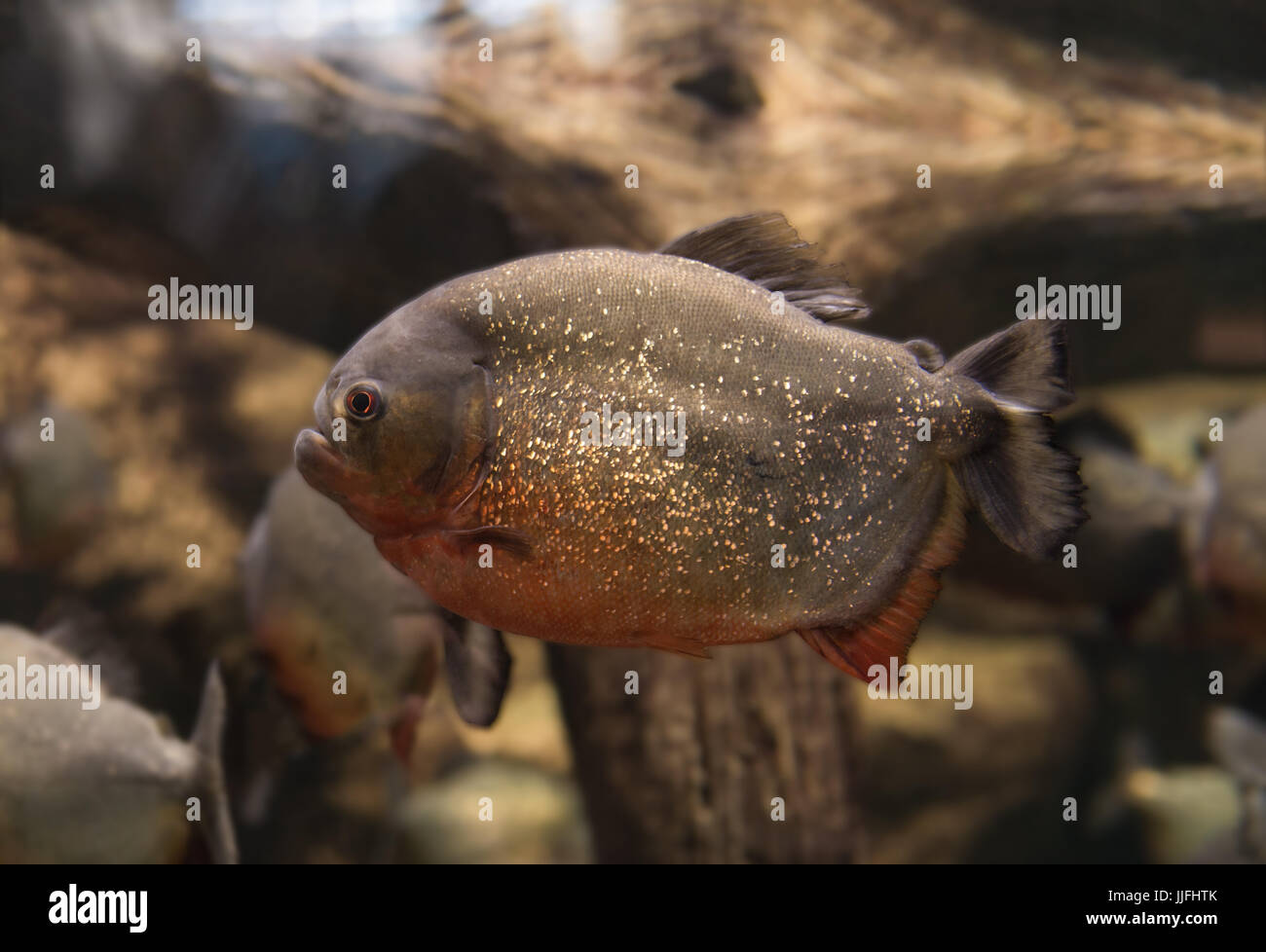 Piranha, Serrasalmus Fledermaus Natterer, Verzehr von Fisch Fleisch im aquarium Stockfoto