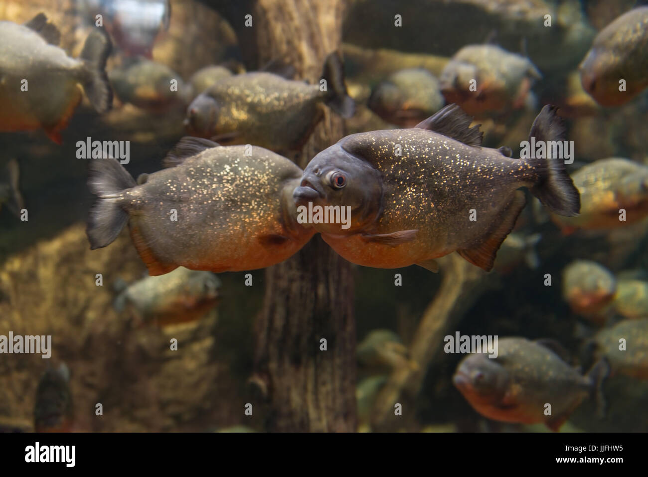 Piranha, Serrasalmus Fledermaus Natterer, Verzehr von Fisch Fleisch im aquarium Stockfoto