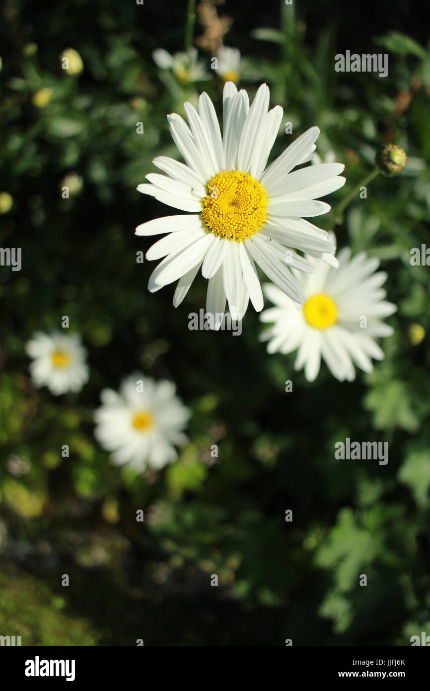 Eine Reihe von Gänseblümchen Stockfoto