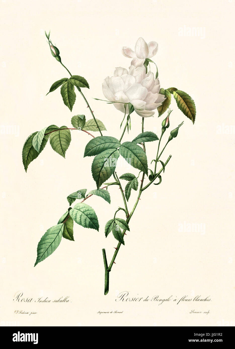 Alte Darstellung der Rosa Indica Subalba. Erstellt von P. R. Redoute, veröffentlicht am Les Roses, Imp. Firmin Didot, Paris, 1817-24 Stockfoto