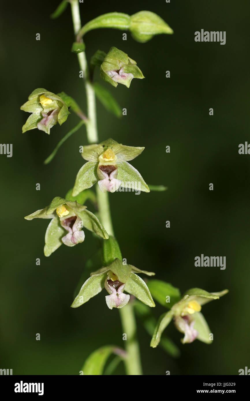 Düne Helleborines Epipactis dunensis Stockfoto