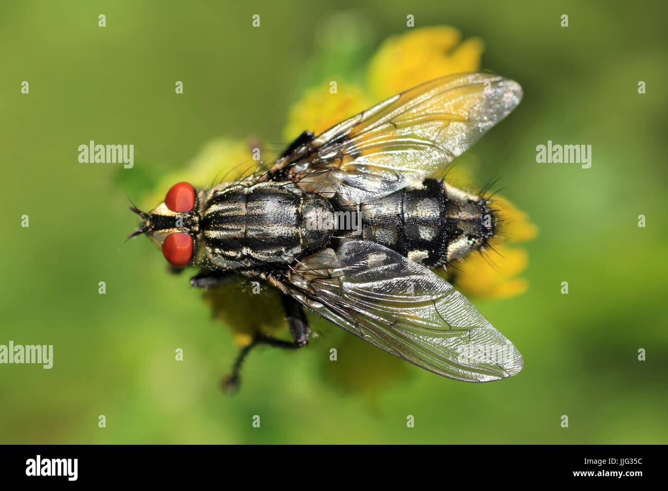 Sarcophagidae - Fleisch Fliege UK Stockfoto