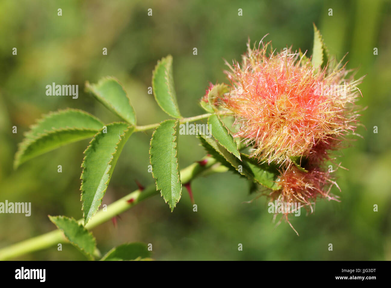Robins Nadelkissen Gall aka Bedeguar Gall auf Hundsrose Rosa Canina verursacht durch Gall Wasp Diplolepis rosae Stockfoto
