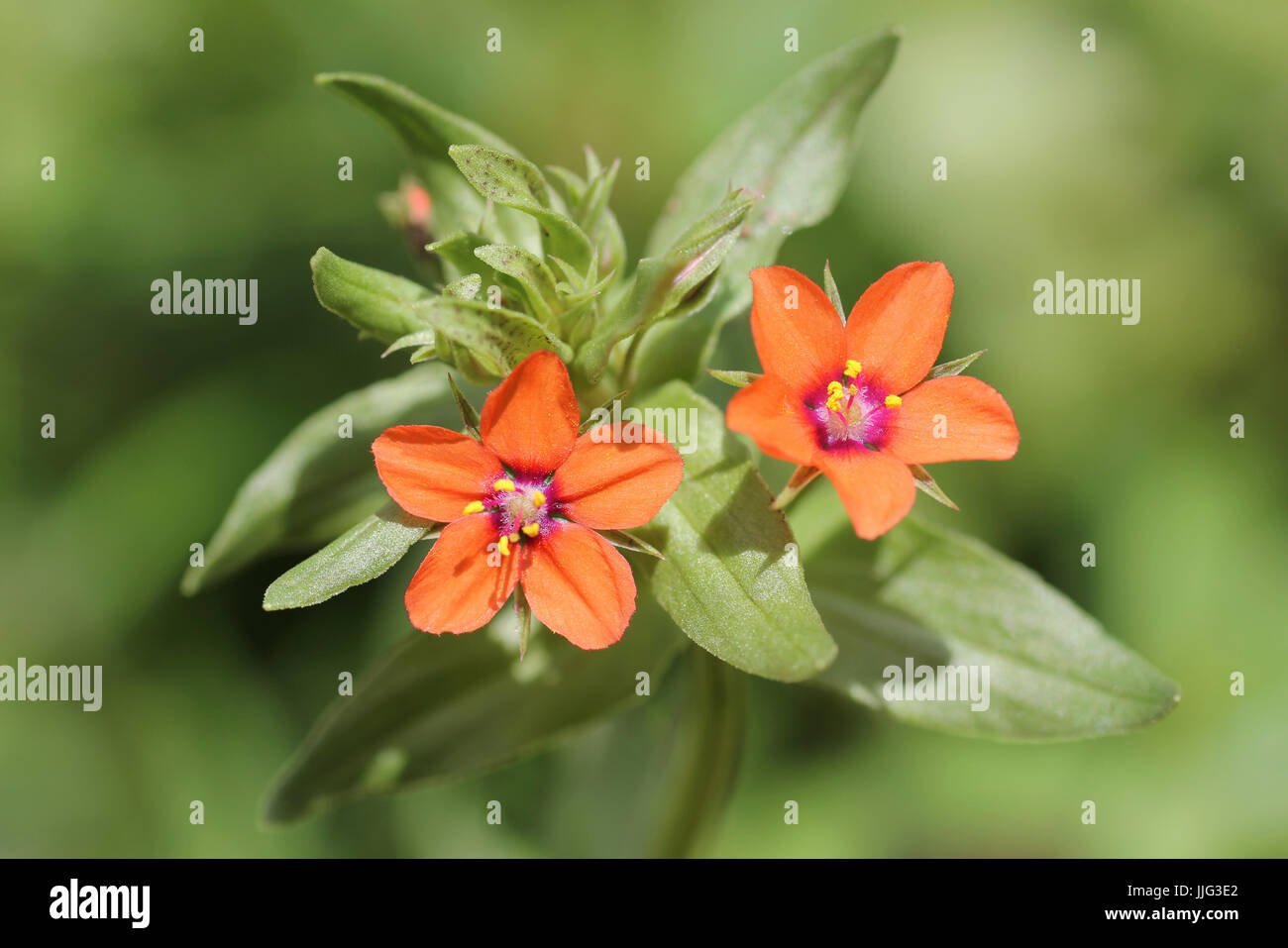 Scarlet Pimpernel Anagallis arvensis Stockfoto