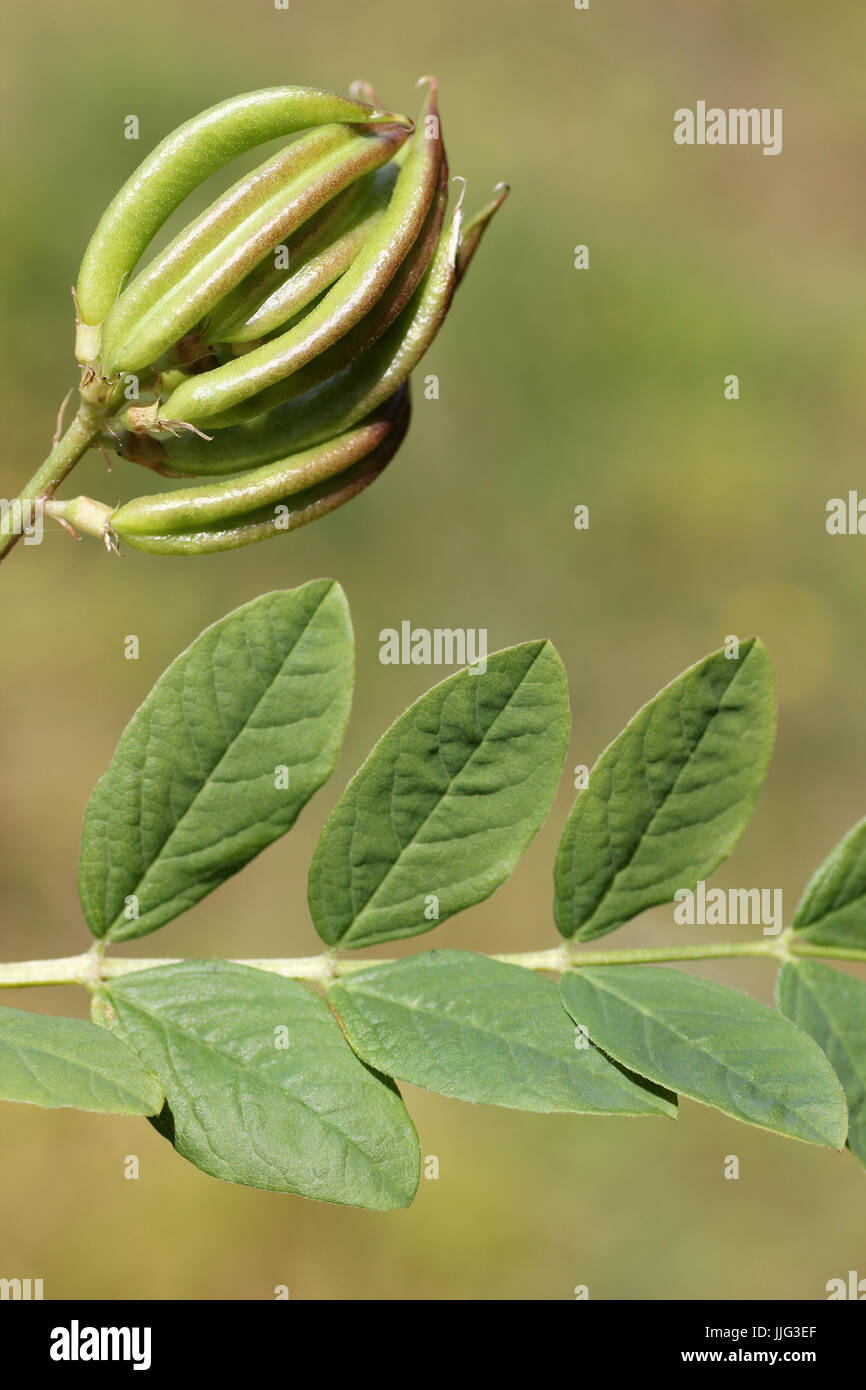 Früchte und Blätter der wilden Lakritze Astragalus glycyphyllos Stockfoto