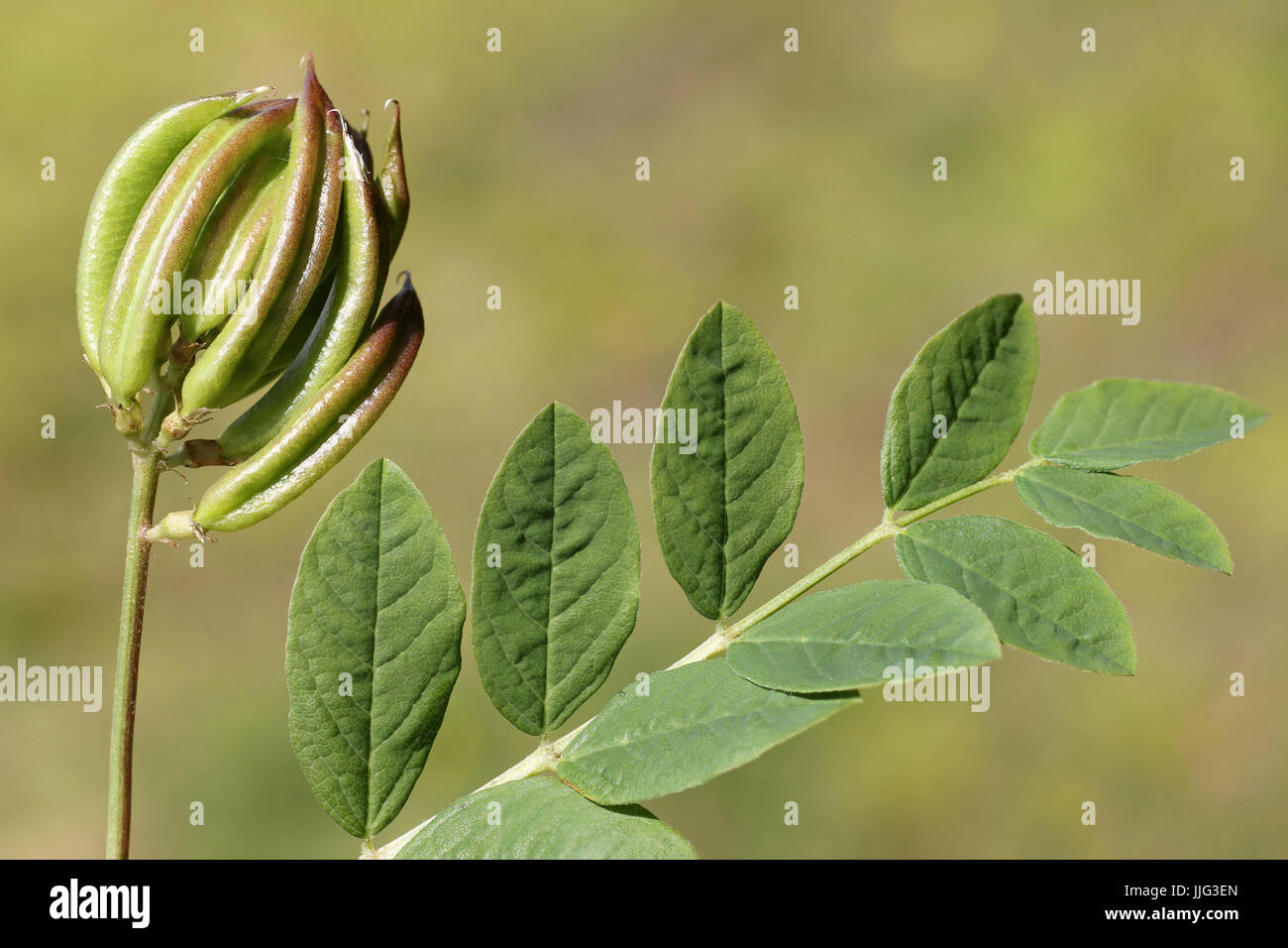 Früchte und Blätter der wilden Lakritze Astragalus glycyphyllos Stockfoto