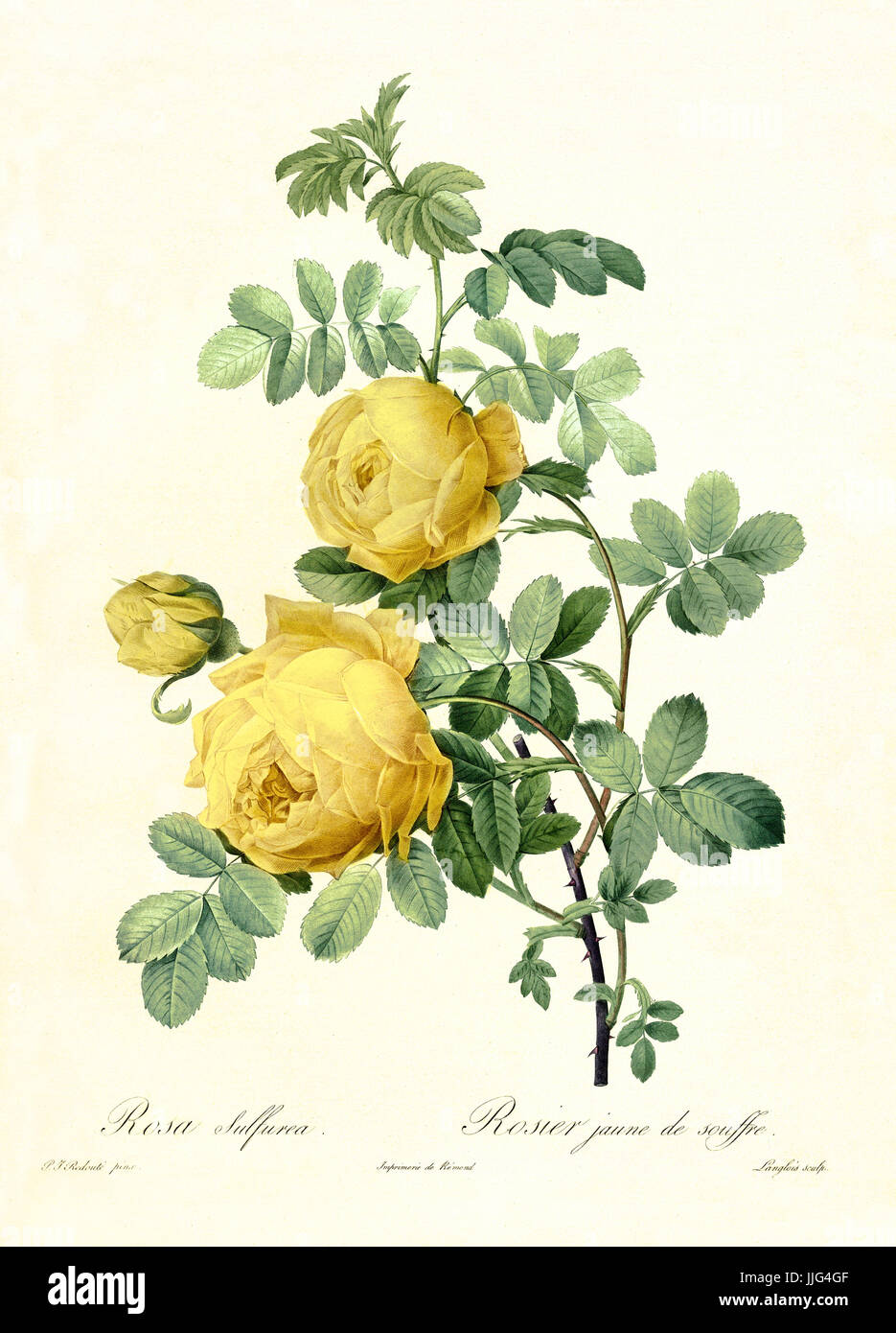 Alte Darstellung der Schwefel-Rose (Rosa Hemisphaerica). Erstellt von P. R. Redoute, veröffentlicht am Les Roses, Imp. Firmin Didot, Paris, 1817-24 Stockfoto