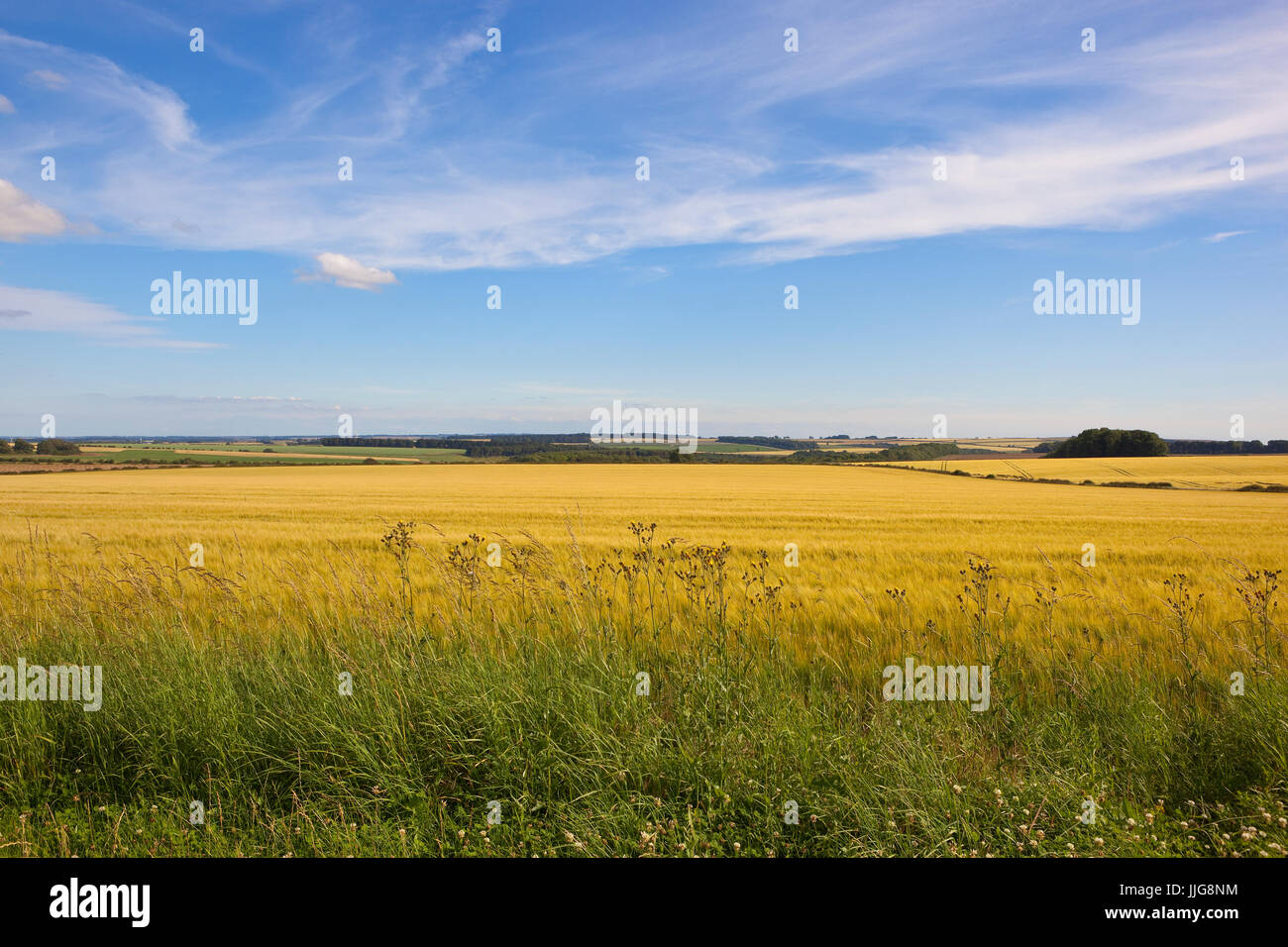 Goldene Gerste Felder mit Wildblumen und einen Blick auf das Tal von York unter einem blauen Sommerhimmel in die Yorkshire wolds Stockfoto