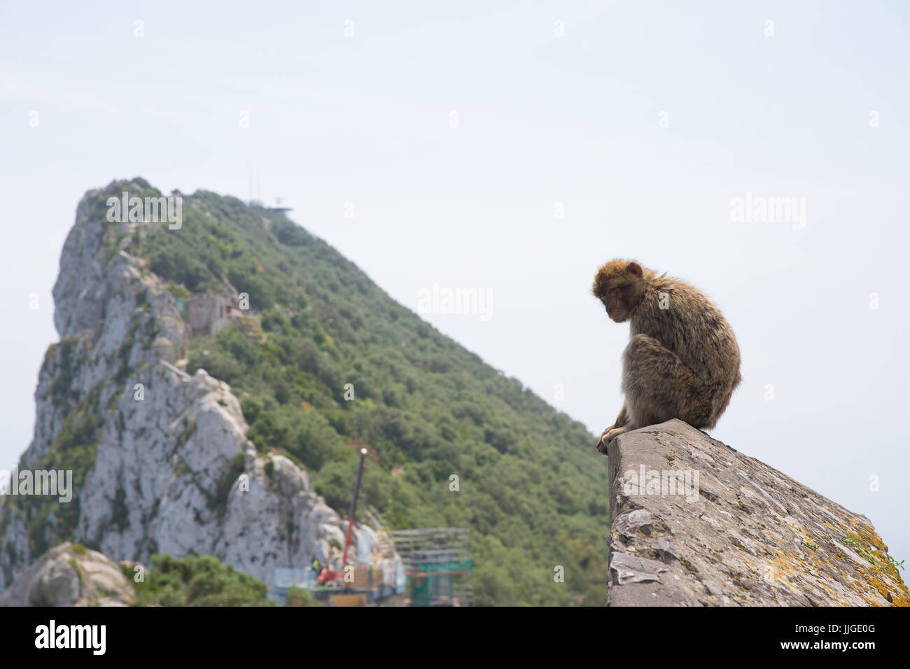 Blick auf den Felsen in Gibraltar mit Berberaffe im Vordergrund, die auf der Suche ein bisschen wehmütig Stockfoto