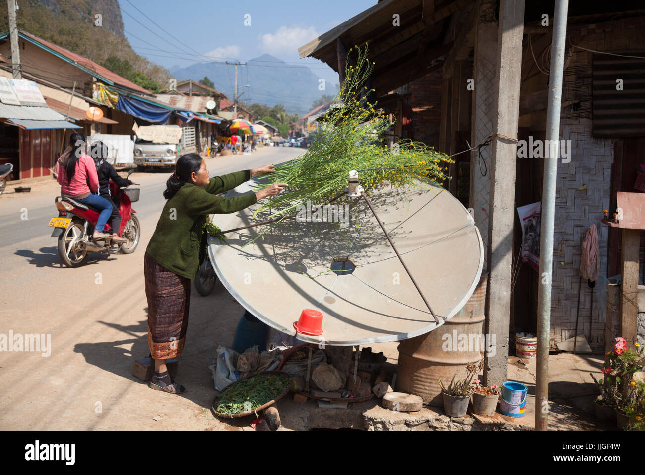 Eine Frau legt Pflanzen zum Trocknen auf eine Satellitenschüssel auf einer Straße in Nong Khiaw, Laos. Stockfoto Eine Frau legt Pflanzen zum Trocknen auf eine Satellitenschüssel auf einer Straße in Nong Khiaw, Laos. Stockfoto
