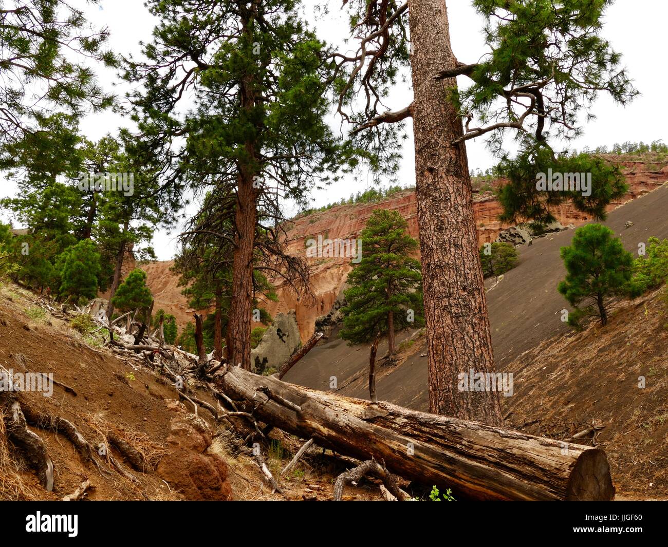 Eine tote Ponderosa-Kiefer liegt über eine Spur im Bereich der Red Mountain im Coconino County National Forest, Flagstaff, Arizona, USA. Stockfoto