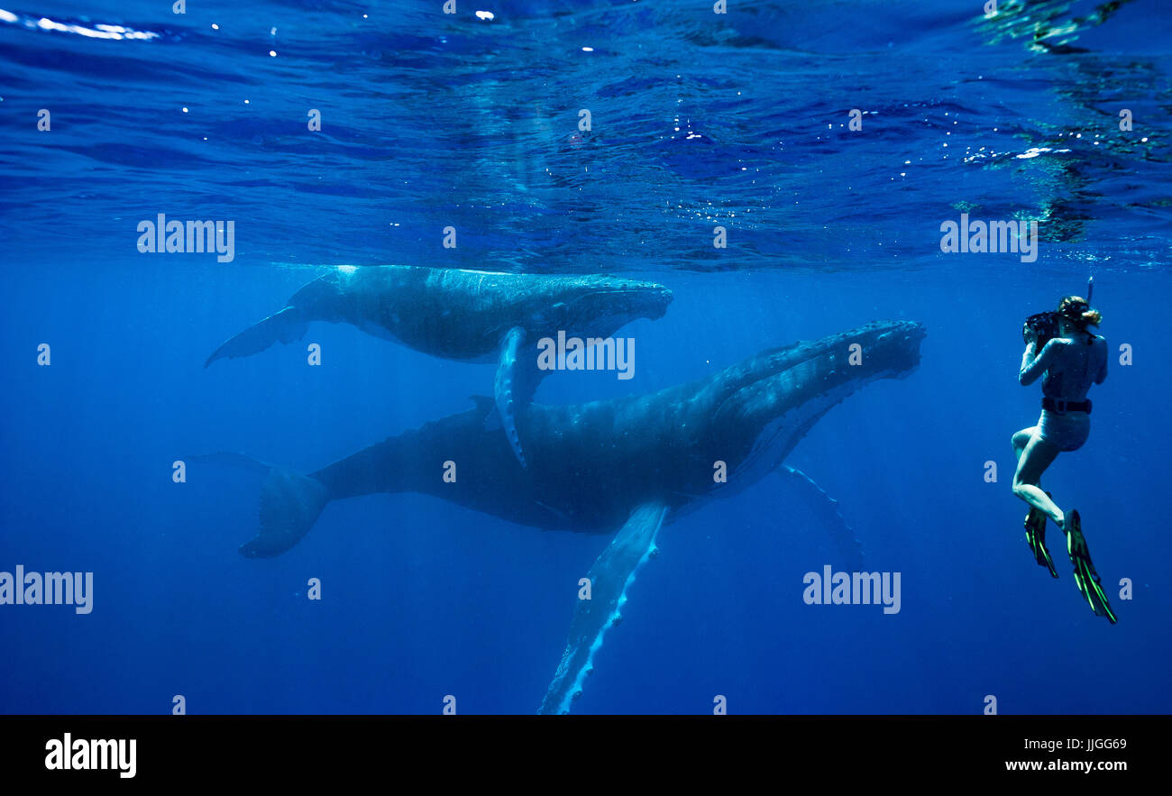 Schnorchler Schwimmen mit Buckelwalen im Ozean, Königreich Tonga Ha'apai Inselgruppe, Tonga Stockfoto