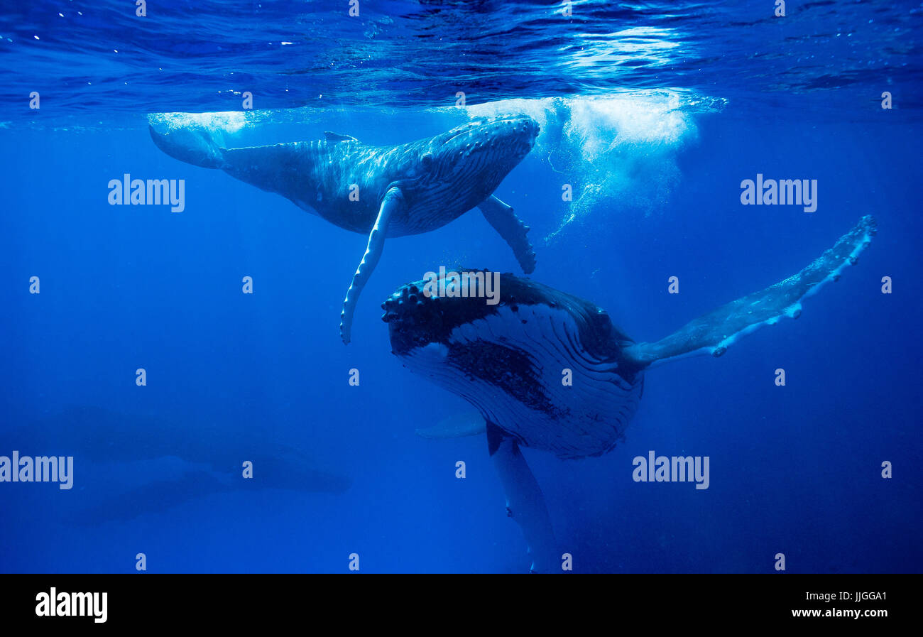 Buckelwale im Meer, Königreich Tonga Ha'apai Inselgruppe, Tonga Stockfoto