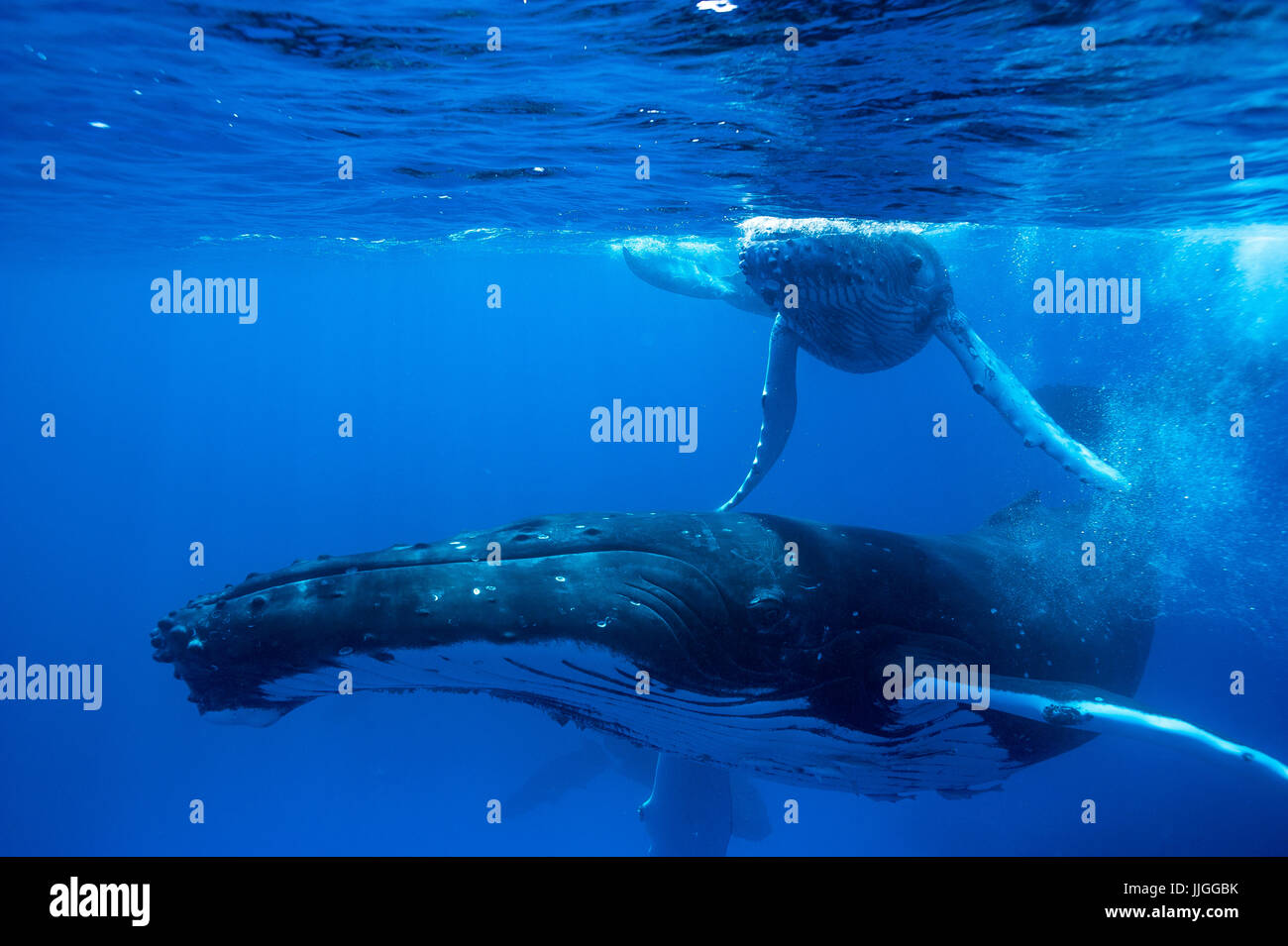 Buckelwale im Meer, Königreich Tonga Ha'apai Inselgruppe, Tonga Stockfoto