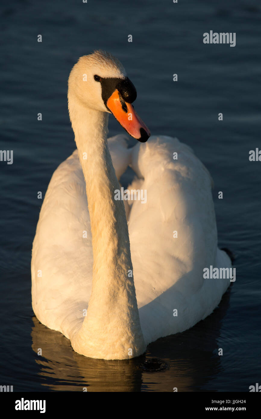 Höckerschwan (Cygnus Olor) bei Herrington Country Park in Sunderland, England. Der Schwan schwimmt im See. Stockfoto